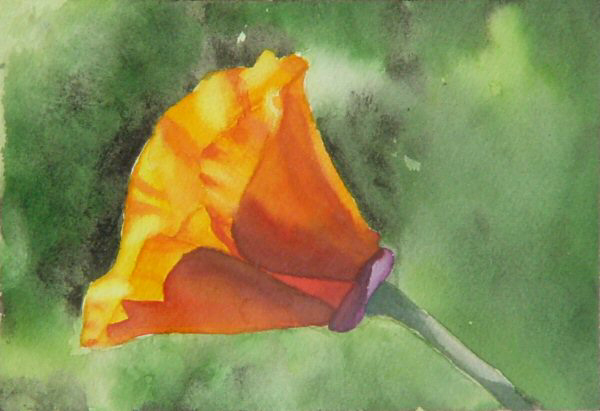 California Poppy