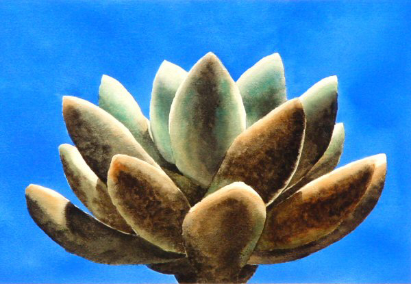 Succulent